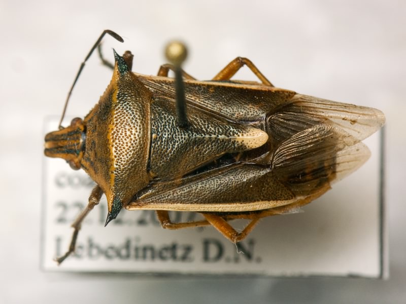Andrallus spinidens (Fabricius, 1787)